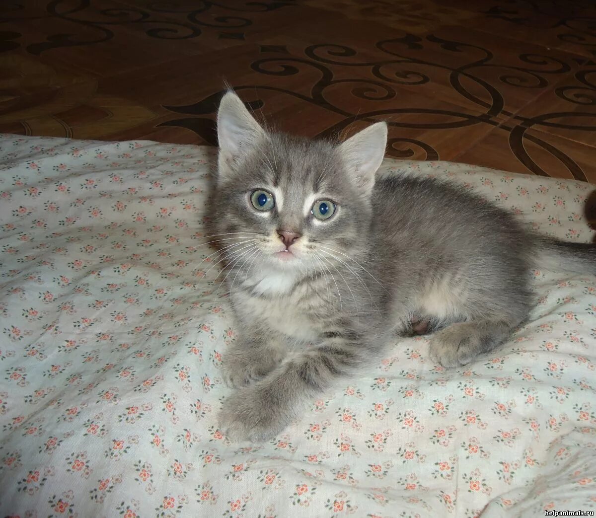Котенок 3 4 месяца фото Котята - Счастливые истории - Благотворительный фонд помощи бездомным животным