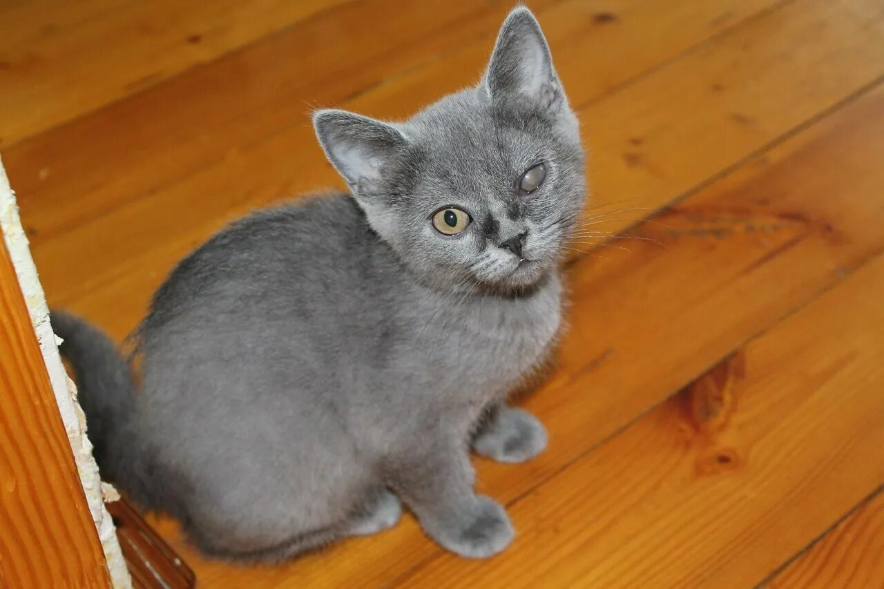 Котенок 3 4 месяца фото Британской кошки серого окраса прямоухая - картинки и фото koshka.top