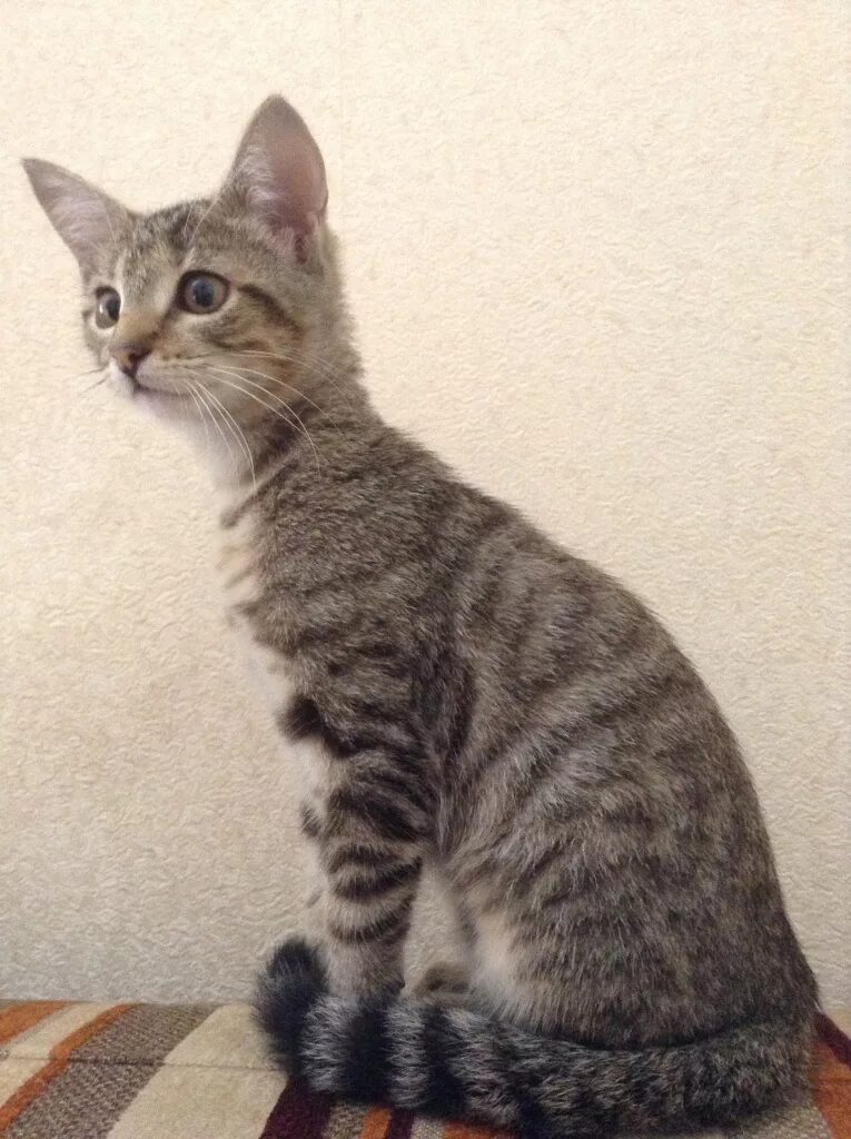 Котенок 3 4 месяца фото Котёнок девочка Мила, 3 месяца, очень срочно! в дар (Санкт-Петербург). Дарудар