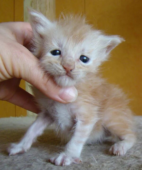 Котенок 3 4 недели фото Catsvill County Valide - Галерея