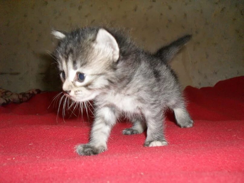 Котенок 3 4 недели фото Котята 3 недели, только в ответственные руки! - Доска объявлений "Потеряшки", об