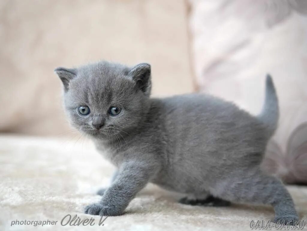 Котенок 3 4 недели фото Британским котятам 4 недели, Litter-J2 - 15 Июня 2019 - Блог - Питомник GALA-CAT