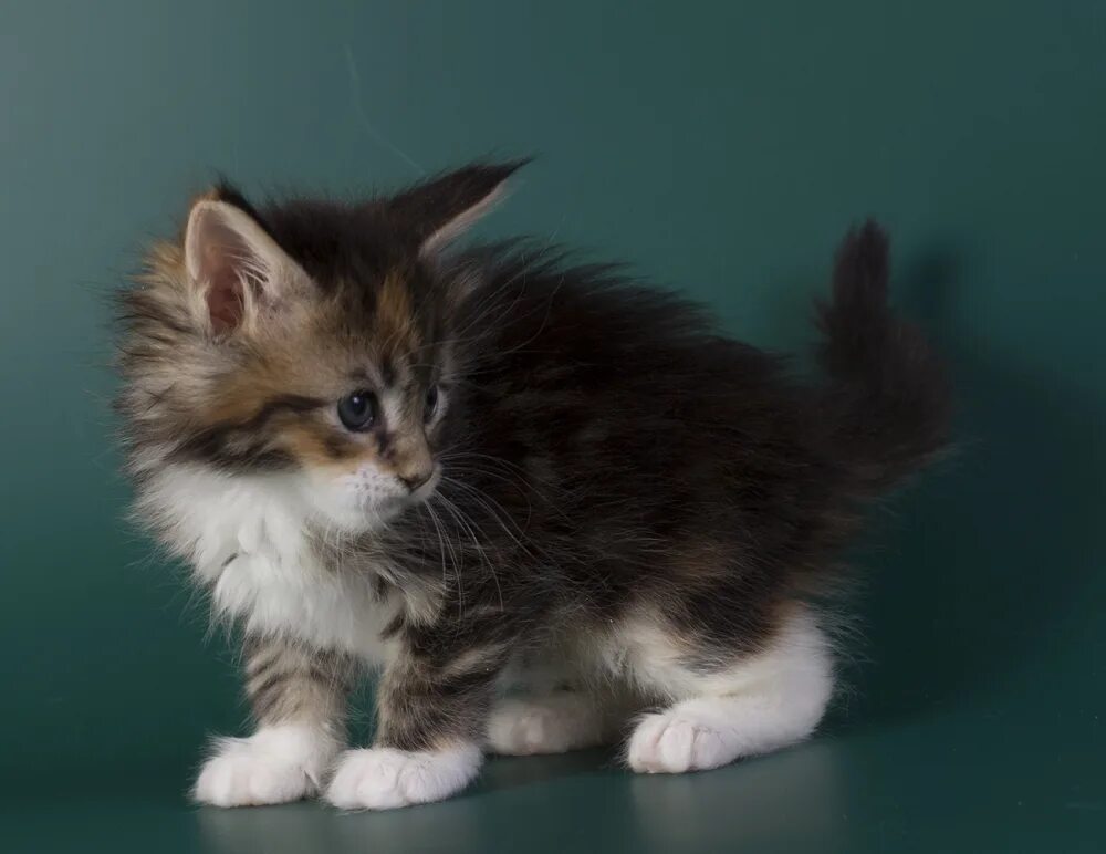 Котенок 3 4 недели фото котенок мейн кун Inari Estate Pearls Питомник кошек мейн кун EstatePealrS