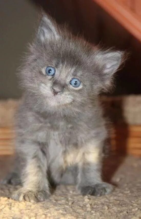 Котенок 3 4 недели фото Картинки 4 НЕДЕЛЬНЫЙ КОТЕНОК