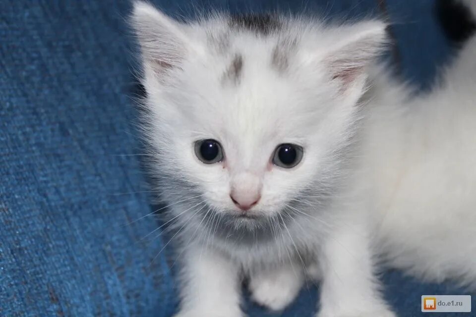Котенок 3 4 недели фото Картинки 4 НЕДЕЛЬНЫЙ КОТЕНОК