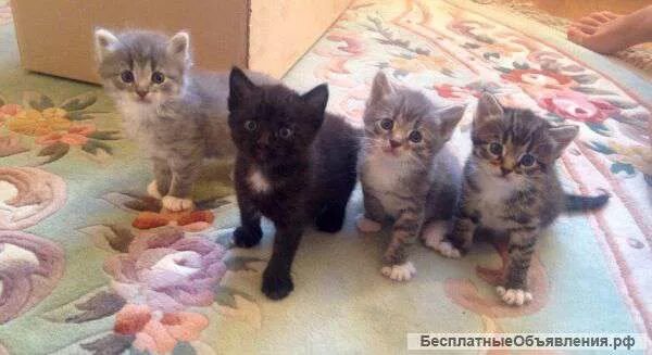 Котенок 3 4 недели фото Котята, 4 недели Отдам котят в добрые Беспородные и метисы объявления в Москве