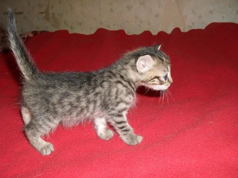 Котенок 3 4 недели фото Котята 3 недели, только в ответственные руки! - Доска объявлений "Потеряшки", об