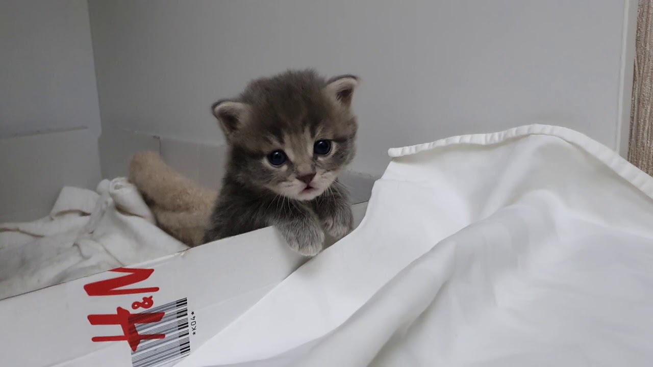 Котенок 3 4 недели фото Котятам 3 недели - YouTube