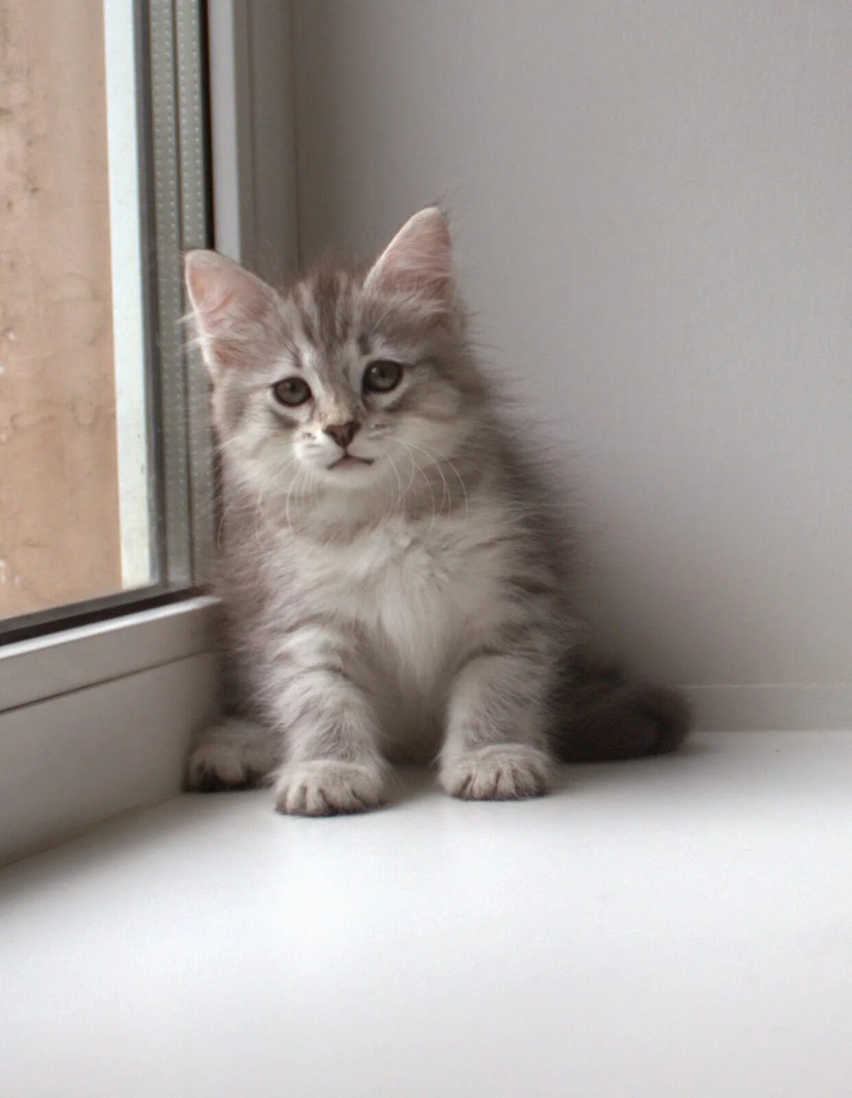 Котенок 3 5 месяца фото Сибирский котенок 3 месяца - CollectPhoto.ru