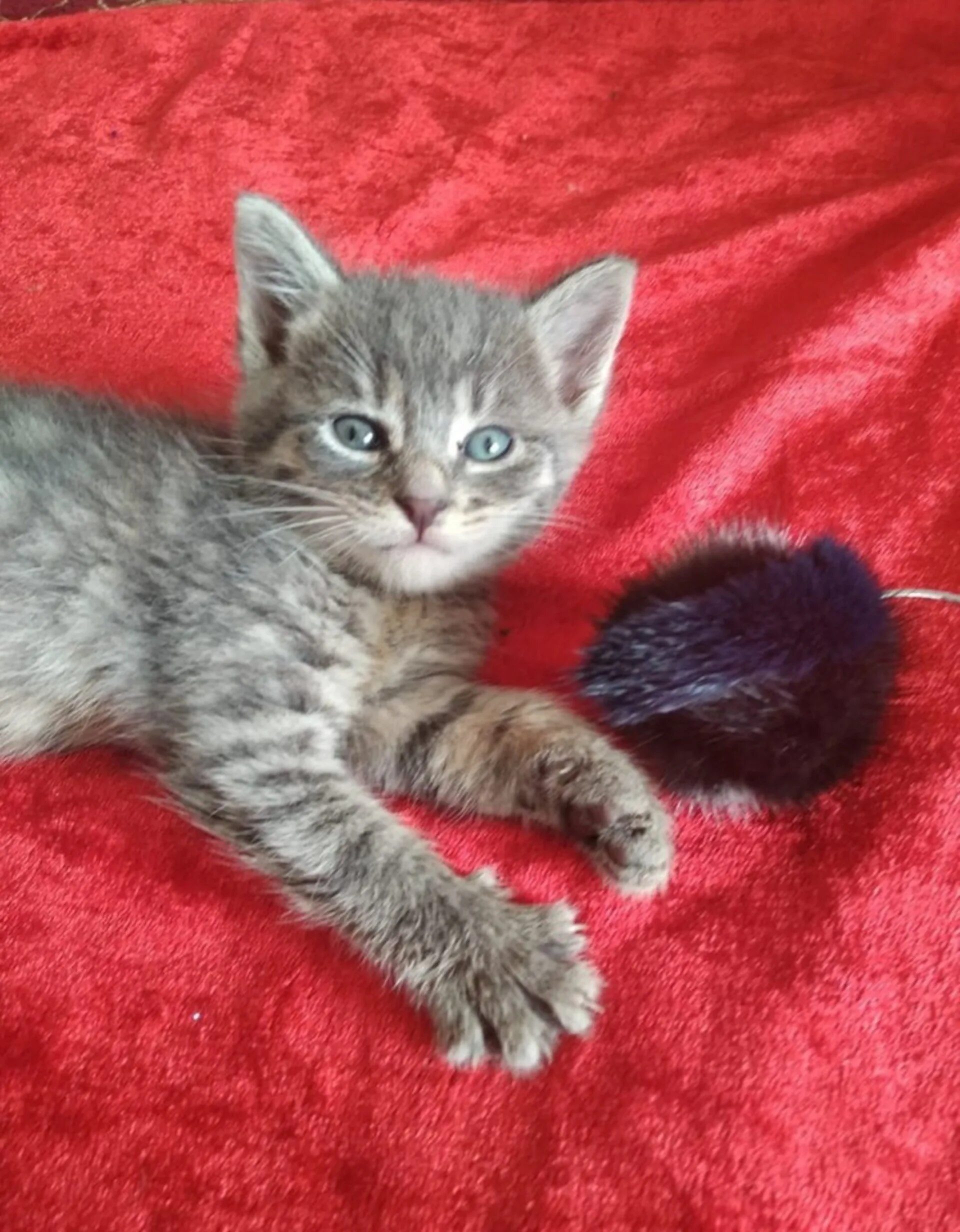 Котенок 3 мес фото 3 4 месяца котенку