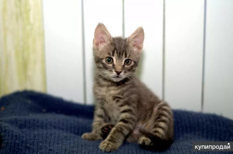 Котенок 3 месяца фото отдам в Вологде