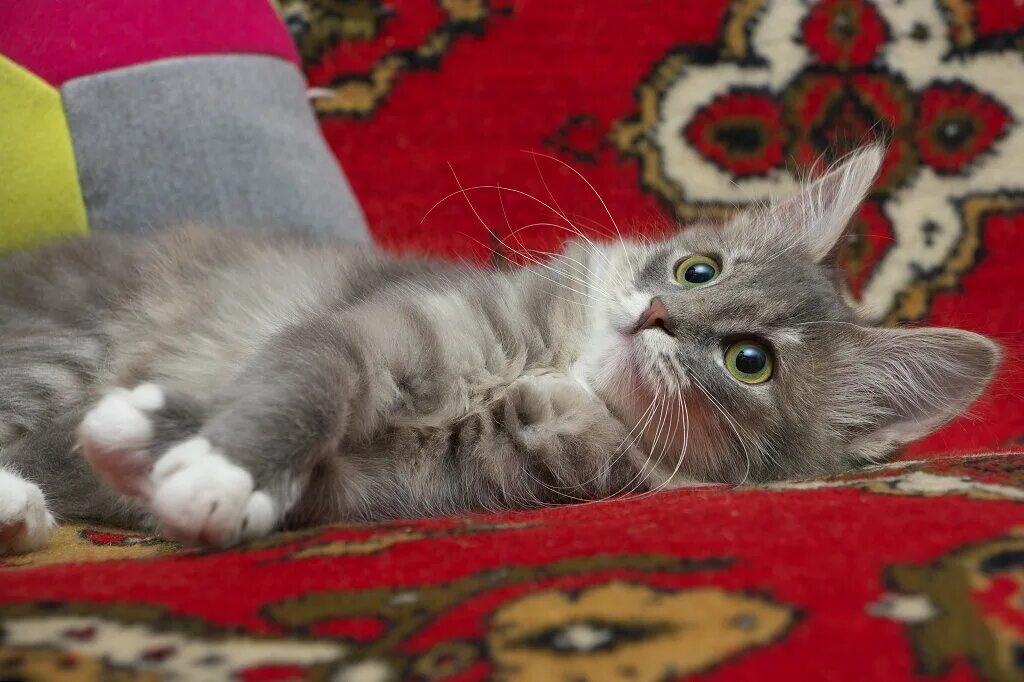 Котенок 3 месяца фото Котенок-девочка, принесенная в приют Заметки волонтера Дзен