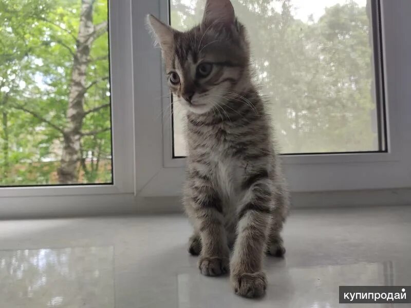 Котенок 3 месяца фото Котята 3 месяца в дар в Москве