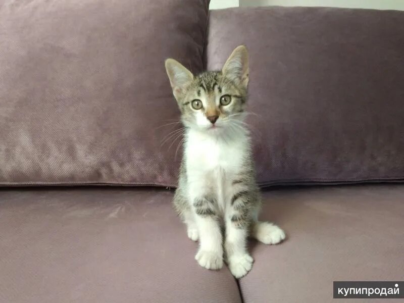 Котенок 3 месяца фото Воспитанный котенок..три месяца..)) в Нижнем Новгороде