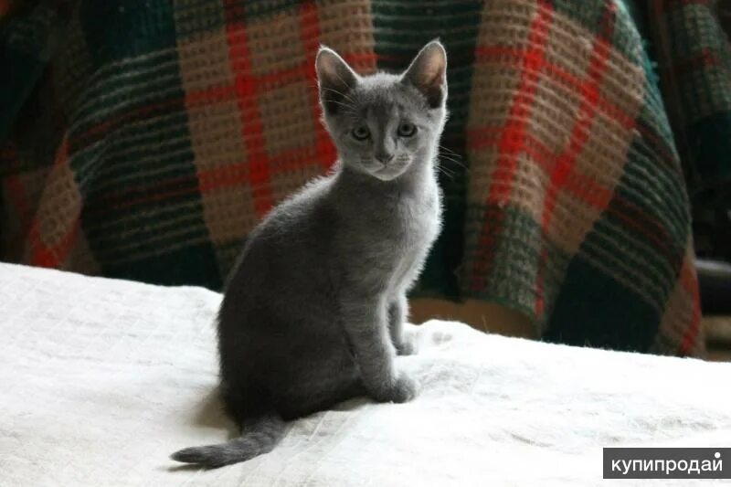 Котенок 3 месяца фото котята, порода русские голубые.Чистокровные в Москве