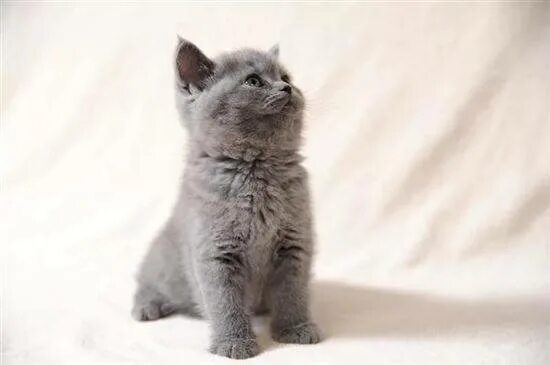 Котенок 3 месяца фото Британский котенок 3: найдено 87 изображений