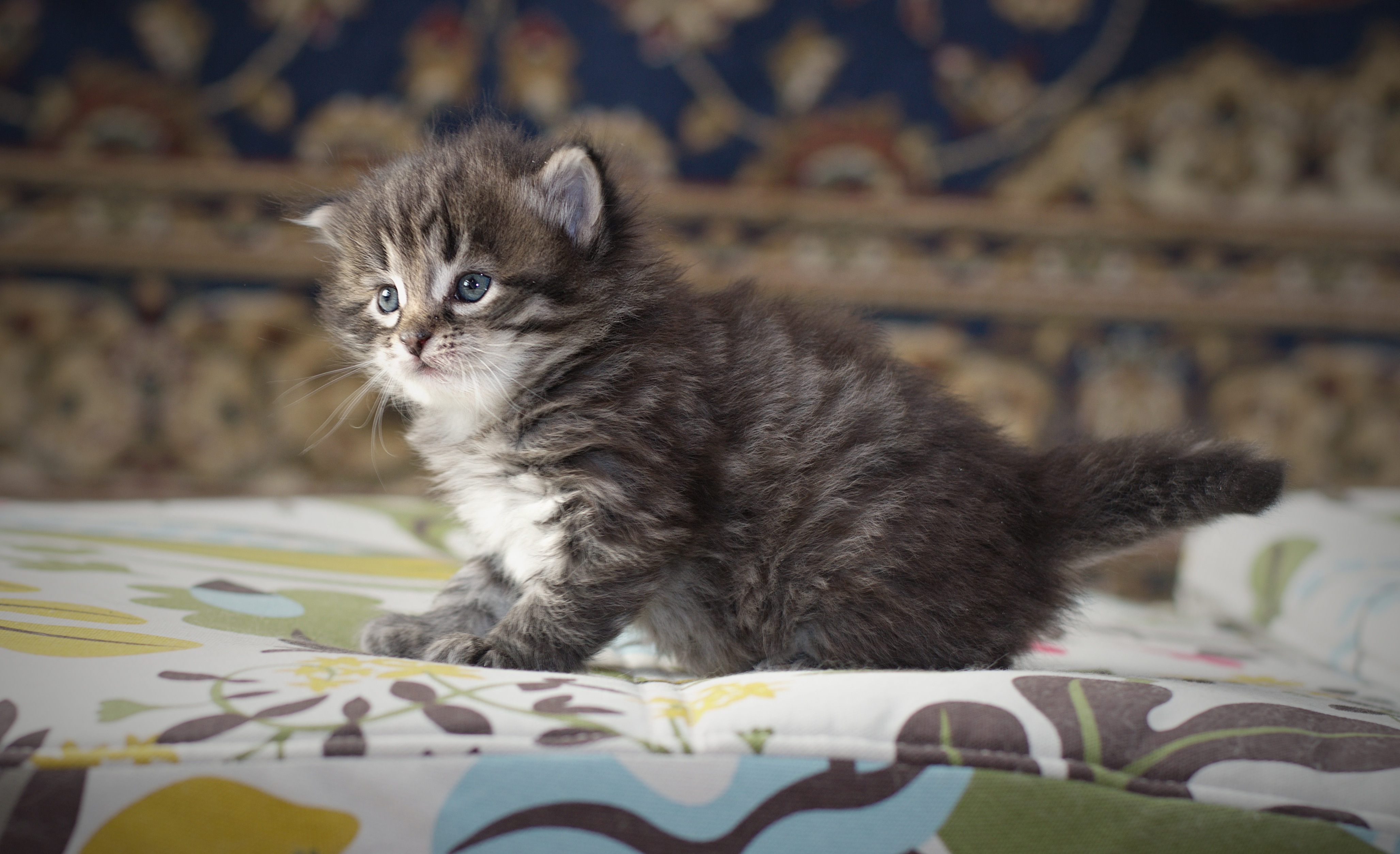 Котенок 3 месяца фото Питомник Сибирская Магия сегодня - обсуждение (29434539) на форуме nn.ru