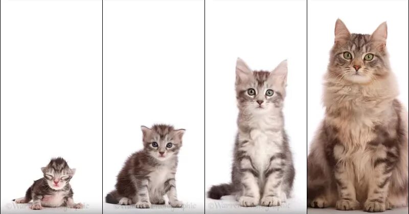 Котенок 3 месяца фото как выглядит размеры This Morphing Timelapse from Kitten to Adult is Internet Catnip - TwistedSifter