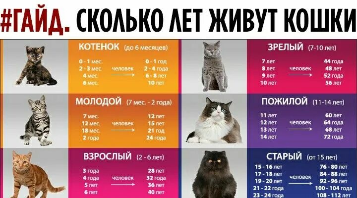 Котенок 3 месяца фото как выглядит размеры Pin auf cat