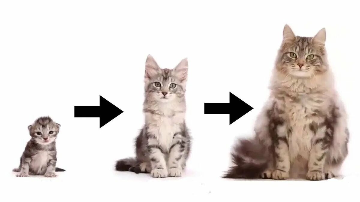 Котенок 3 месяца фото как выглядит размеры Почему кошки любят молоко? Александр Толмачёв отвечает на вопросы Дзен