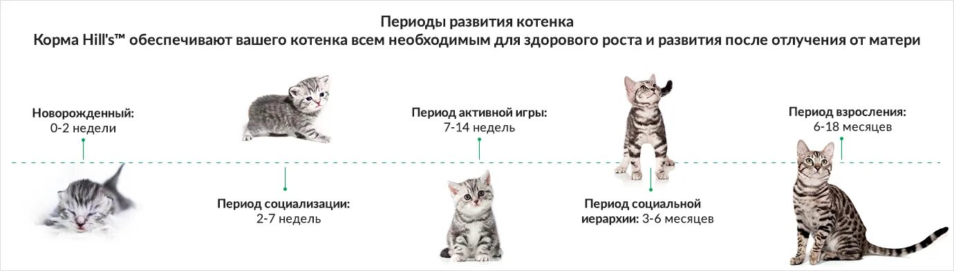 Котенок 3 месяца фото как выглядит размеры Картинки СКОЛЬКО ПОМНЯТ КОШКИ