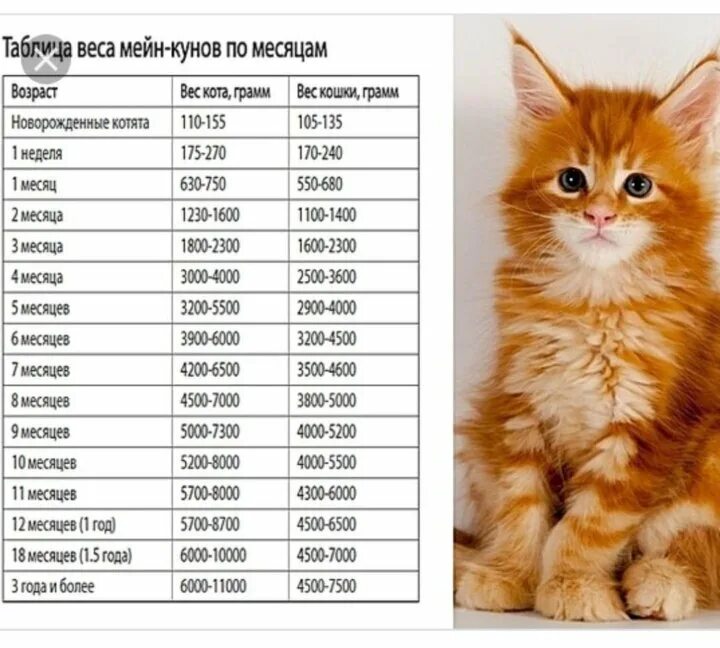 Котенок 3 месяца фото как выглядит размеры Картинки СКОЛЬКО ВЕСИТ МЕЙН КУН В 3