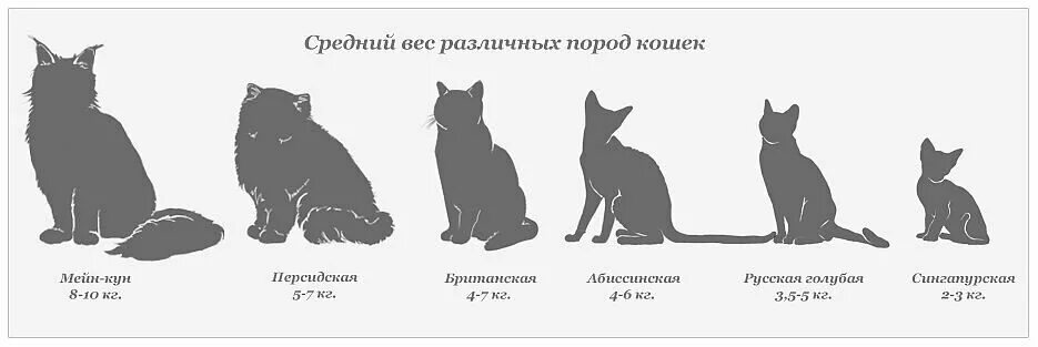 Котенок 3 месяца фото как выглядит размеры При чем тут енот? Сова Наблюдающая Дзен
