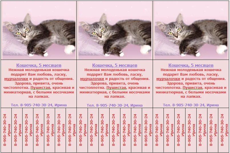 Котенок 3 месяца фото как выглядит размеры Картинки СКОЛЬКО ВЕСИТ КОТЕНОК В 1 МЕСЯЦ