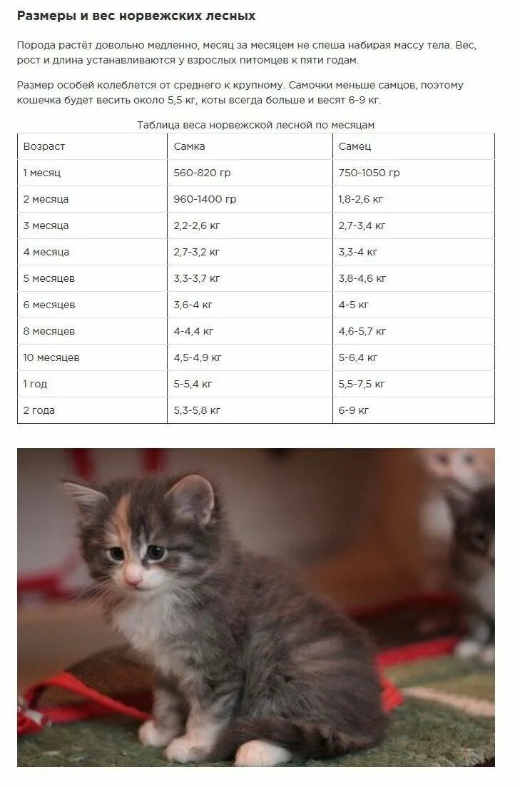 Котенок 3 месяца фото как выглядит размеры Сколько весит кошка в 3 месяца