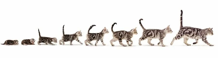 Котенок 3 месяца фото как выглядит размеры Воспитание котенка: основные принципы, рекомендации от заводчиков и советы экспе
