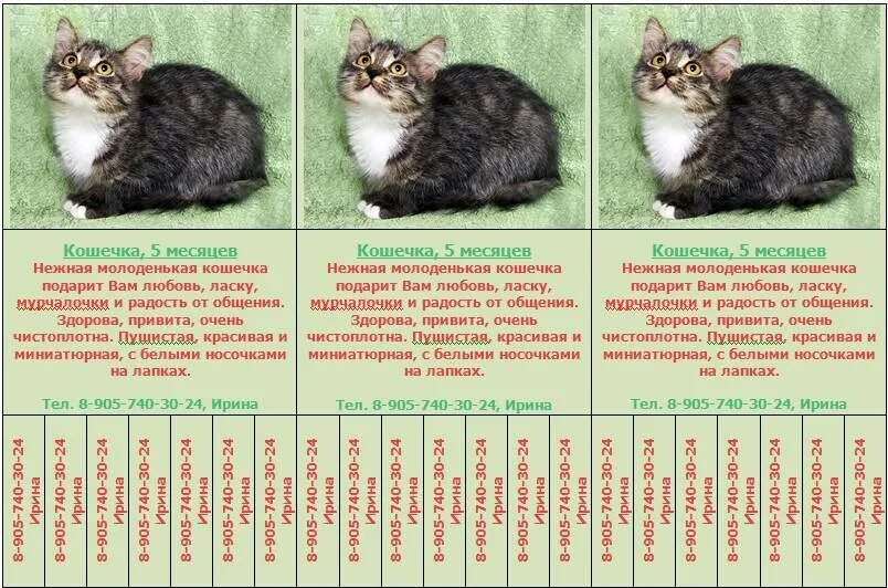 Котенок 3 месяца фото как выглядит размеры Картинки СКОЛЬКО ВЕСИТ КОТЕНОК В 1 МЕСЯЦ