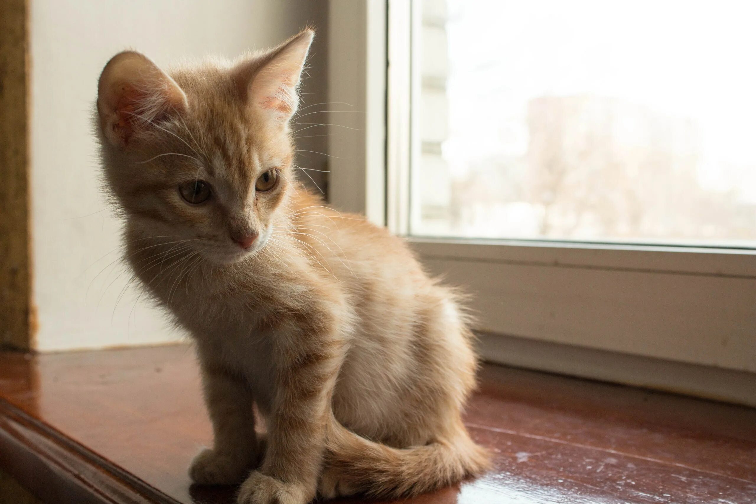 Котенок 3 месяца фото как выглядит размеры Рыжий котенок 3 месяца, Люберцы: otdam_darom - ЖЖ