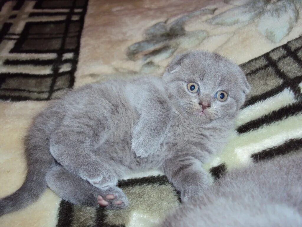 Котенок 3 месяца фото шотландец Вислоухий котенок месяц