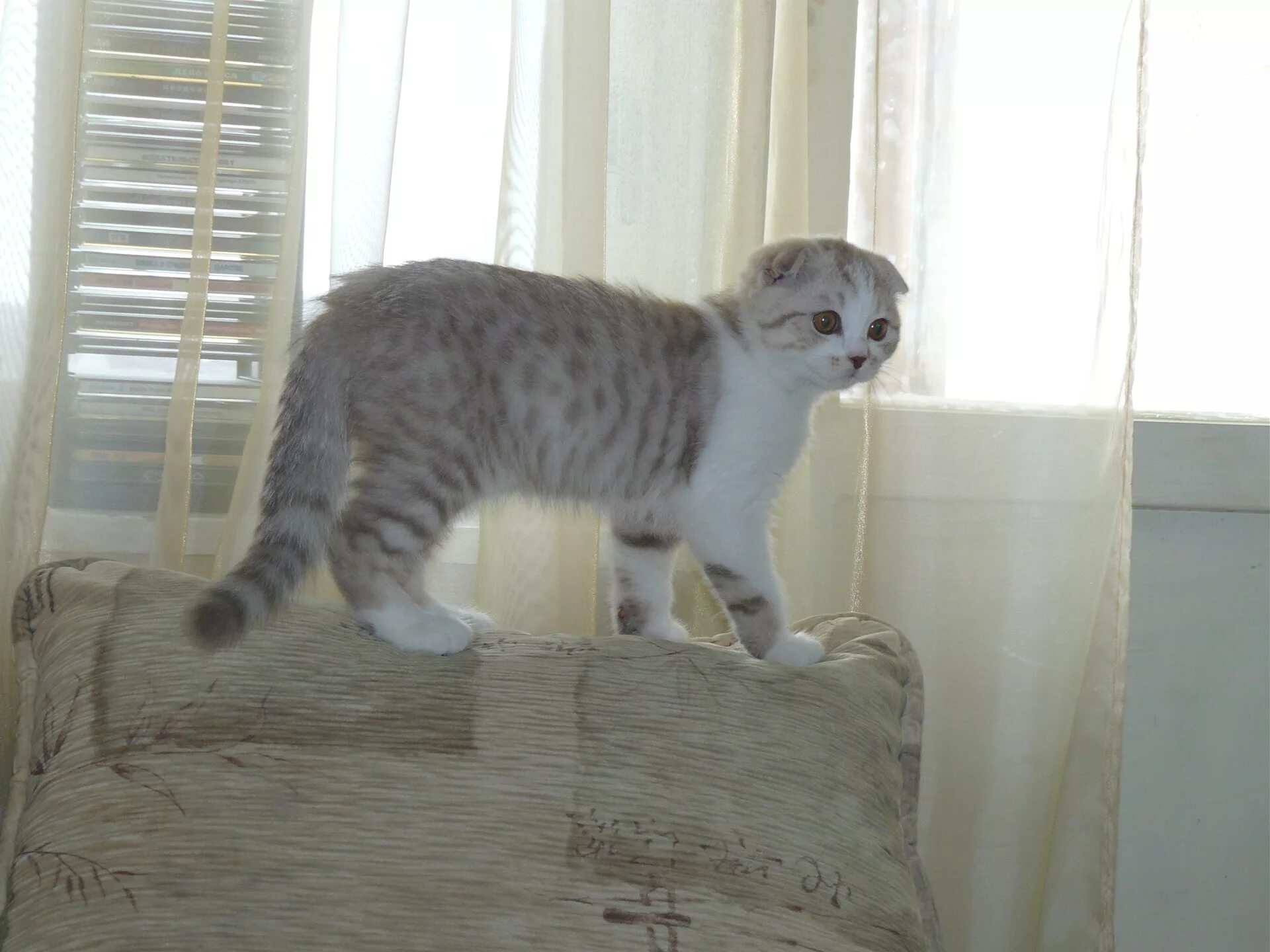 Котенок 3 месяца фото шотландец Шотландский Вислоухий - Сообщество "Зверьё Моё" на DRIVE2