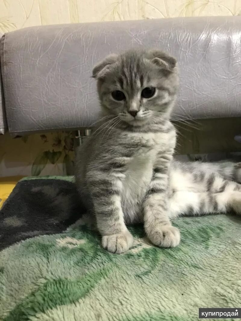 Котенок 3 месяца фото шотландец Котёнок шотландский вислоухий в Кургане