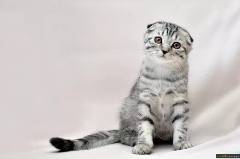 Котенок 3 месяца фото шотландец Питомник шотландских кошек Елемурри