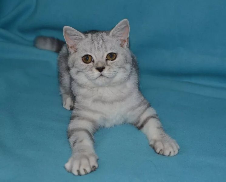 Котенок 3 месяца фото шотландец Питомник шотландских кошек Елемурри