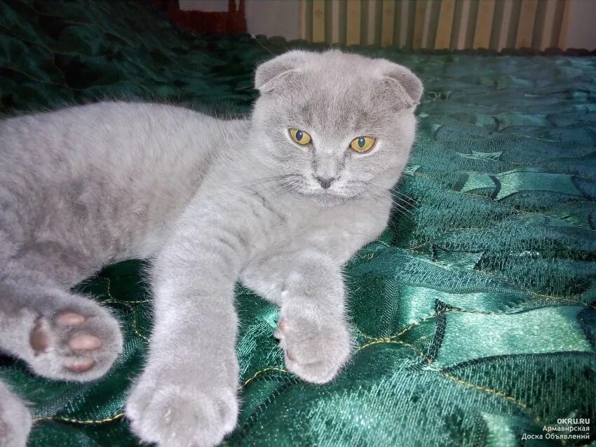 Котенок 3 месяца фото шотландец Потерялся котик шотландский