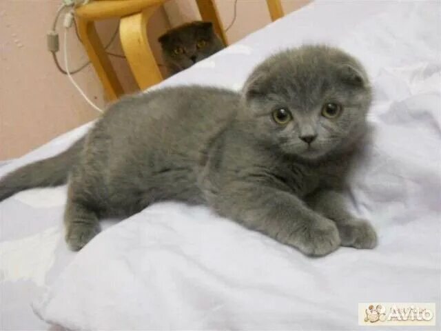 Котенок 3 месяца фото шотландец Британский котик купить в Миллерово Животные и зоотовары Авито
