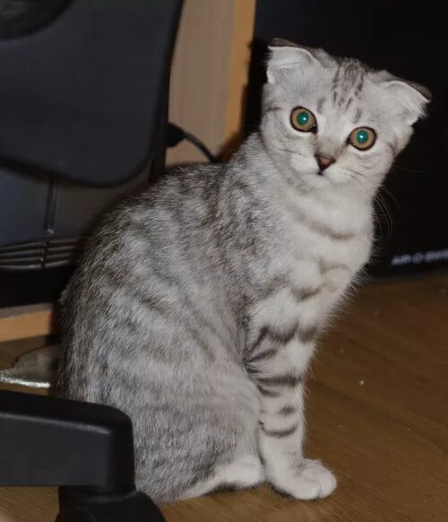 Котенок 3 месяца фото шотландец Продается кошечка скоттиш-фолд, Москва - Доска объявлений "Зоомагазин" - LiveJou