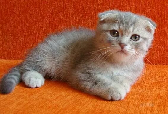Котенок 3 месяца фото шотландец Шотландские котята 5 месяцев: найдено 86 изображений