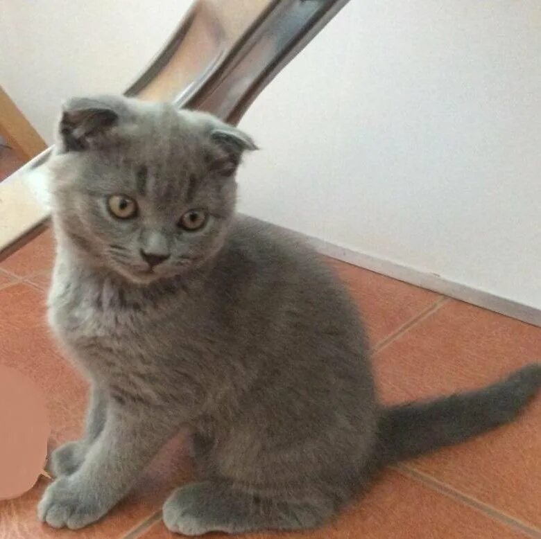 Котенок 3 месяца фото шотландец Шотландский вислоухий котёнок - купить в Челябинске, бесплатно, продано 29 июля 