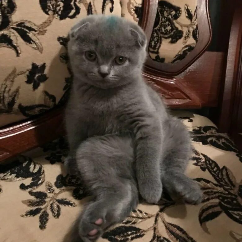 Котенок 3 месяца фото шотландец Котята голубого окраса,2 месяца - купить в Пятигорске, цена 2 000 руб., продано 