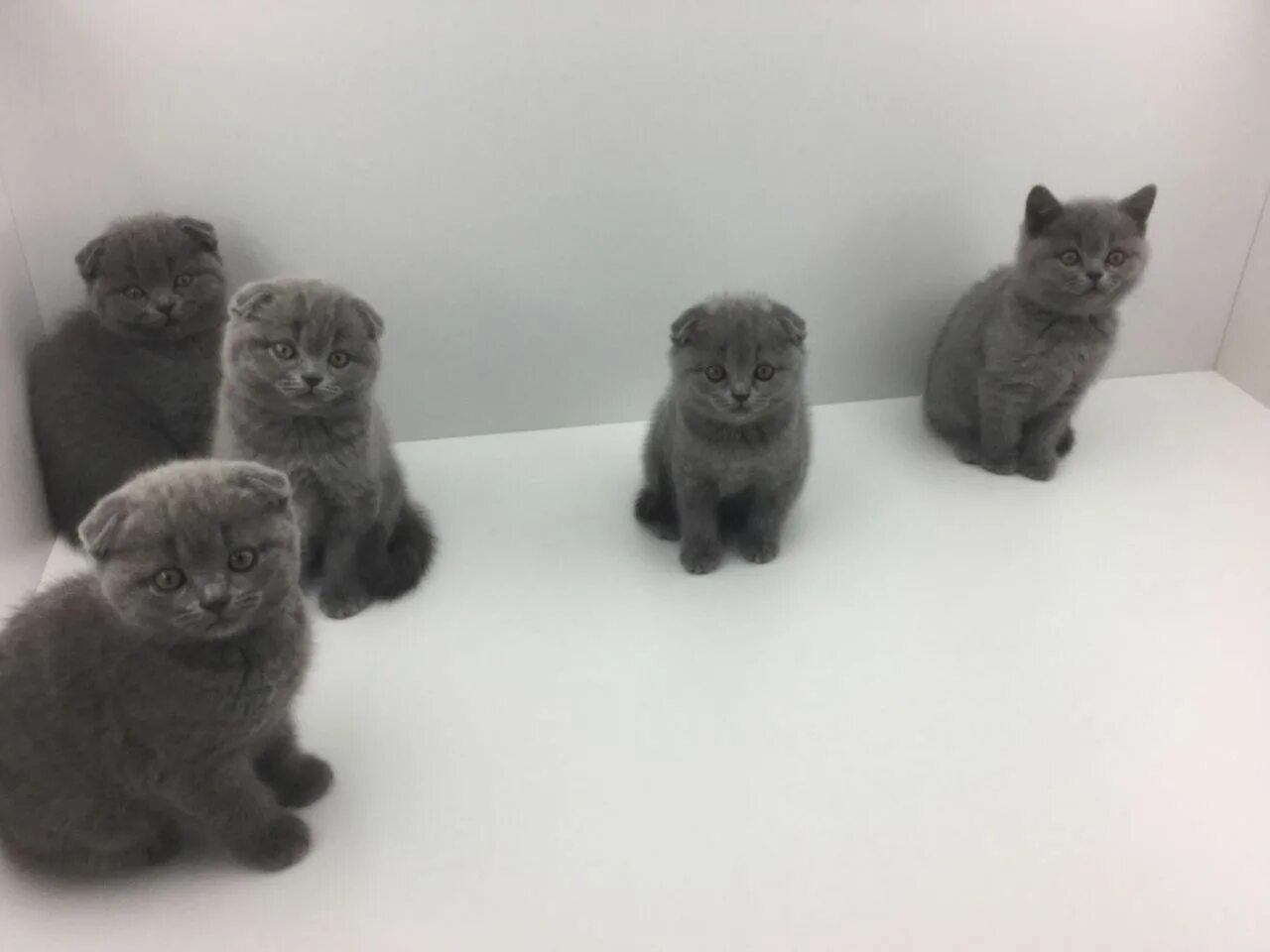 Котенок 3 месяца фото шотландец Красивые котята шотландские вислоухие: 35 000 тг. - Кошки Шымкент на Olx