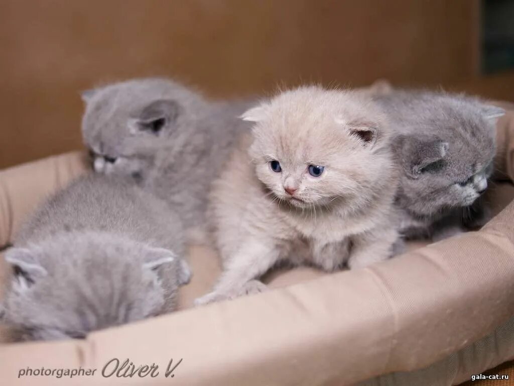 Котенок 3 недели фото Британские котята в возрасте 3 недели. - Питомник GALA-CAT