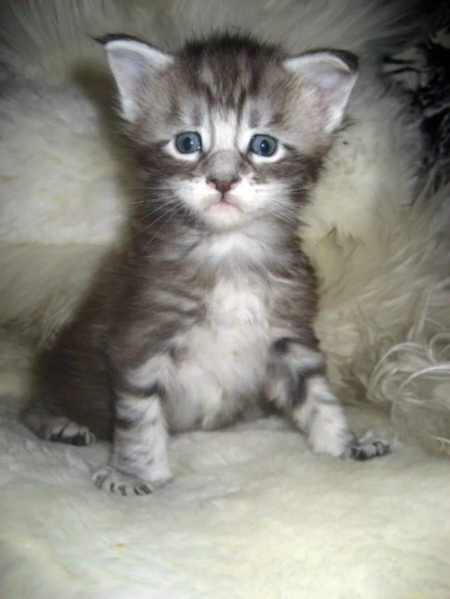 Котенок 3 недели фото Фотографии кошек мейн-кун, фотографии котят мейн кунов - Coon Way Efrat