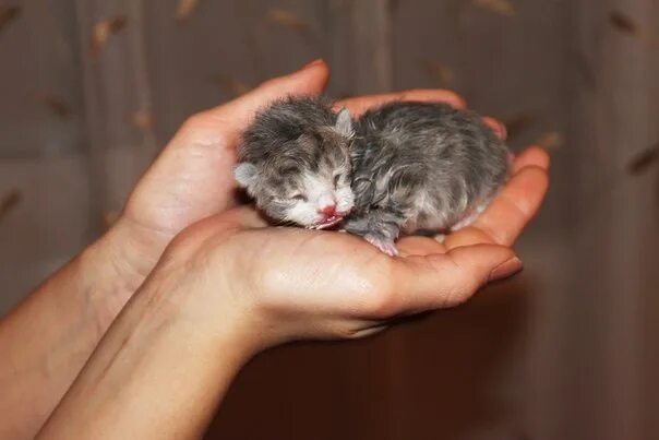Котенок 3 недели фото Люди помогите!!! Сегодня на улице было найдено 3 котенка, к сожалению выжил толь
