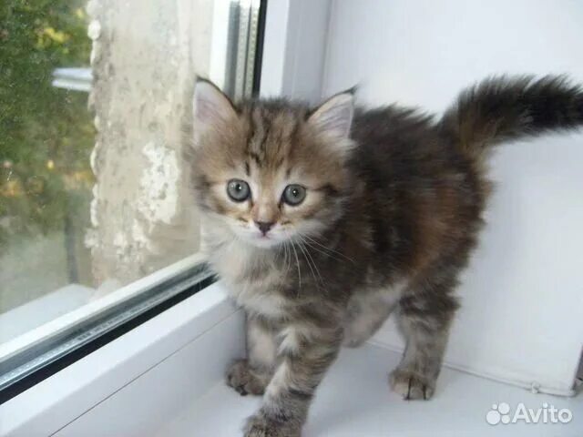 Котенок 3.5 месяца фото Котята от месяца купить в Шатках Животные и зоотовары Авито