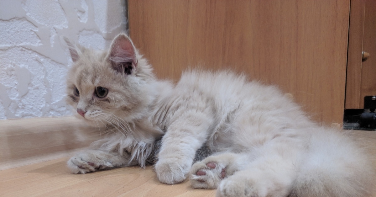 Котенок 3.5 месяца фото Котёнок, мальчик 3-3.5 месяца. Тульская область Пикабу