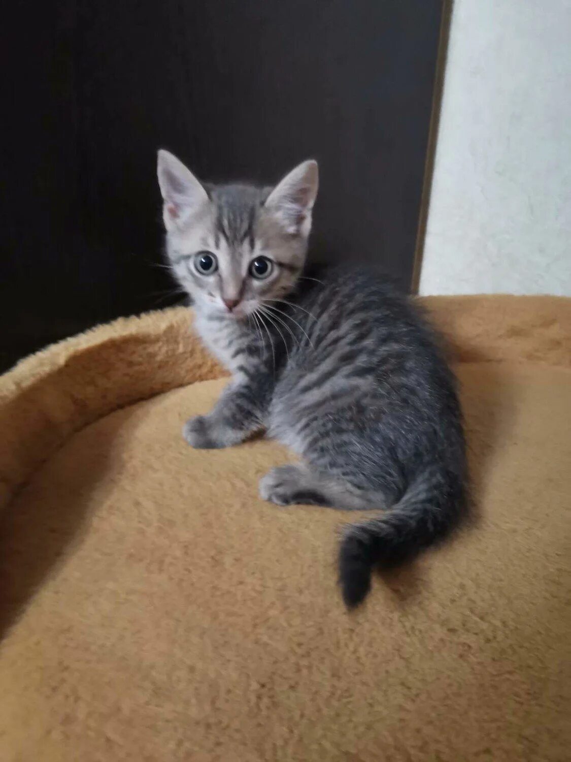 Котенок 3.5 месяца фото Котенок 3 месяца фото - Как выглядит котенок в 5 месяцев (203 фото) . fotoman.na